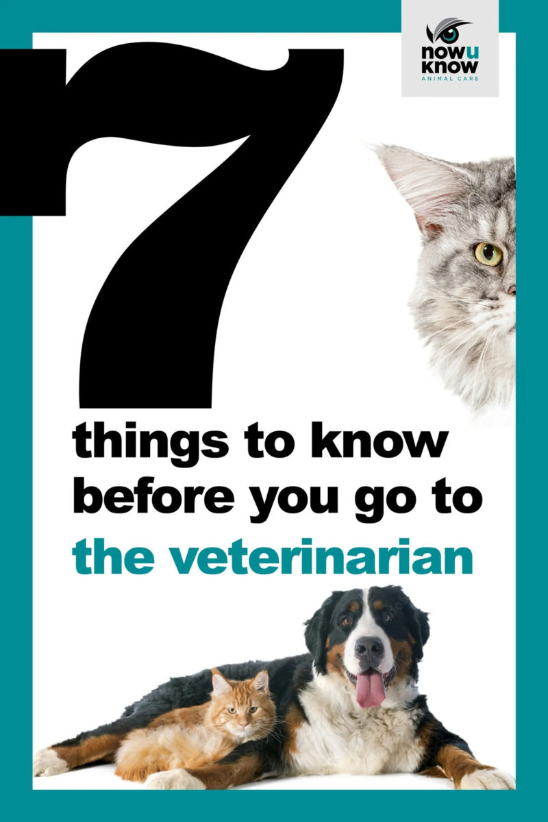 ThingsToKnowBeforeGoToVeterinarian-HowToSelfHelpBooks